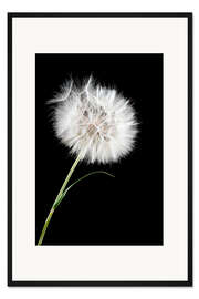 Gerahmter Kunstdruck the big white dandelion