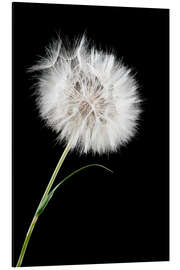 Magnettafel the big white dandelion