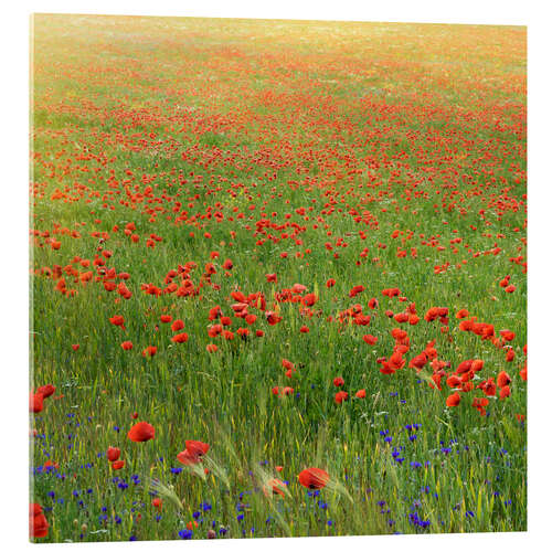 Akrylbilde Poppy meadow