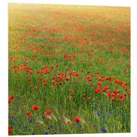 Quadro em PVC Poppy meadow