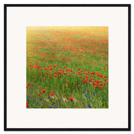 Kehystetty taidepainatus Poppy meadow
