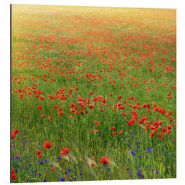 Magnettafel Mohnblumen Wiese