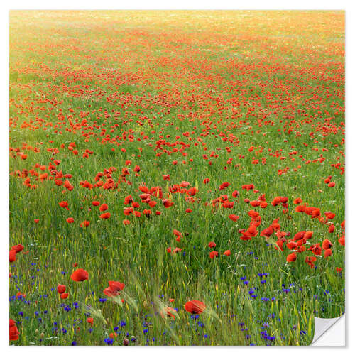 Vinilo para la pared Poppy meadow