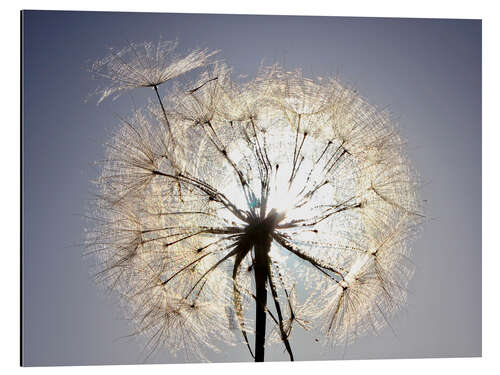 Alubild Dandelion is ready to fly