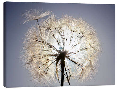 Quadro em tela Dandelion is ready to fly