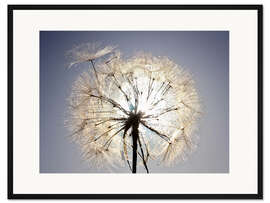 Gerahmter Kunstdruck Dandelion is ready to fly