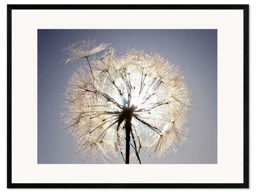 Inramat konsttryck Dandelion is ready to fly