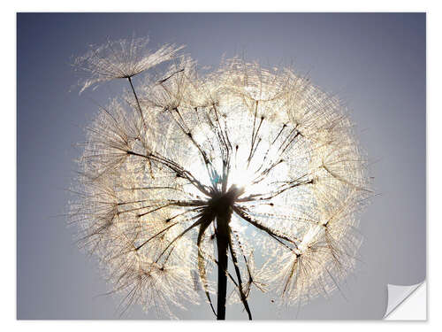 Naklejka na ścianę Dandelion is ready to fly