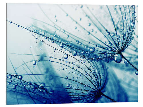 Aluminium print dandelion in dark blue