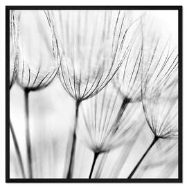Gerahmter Kunstdruck Pusteblumen in Schwarz/Weiß