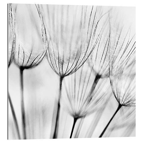 Gallery print Black and white dandelion