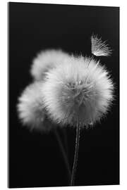 Akryylilasitaulu  Fluffy dandelions close-up