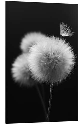 Aluminium print Fluffy dandelions close-up