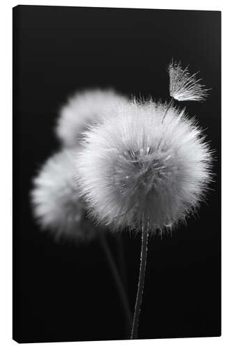 Canvas print Fluffy dandelions close-up