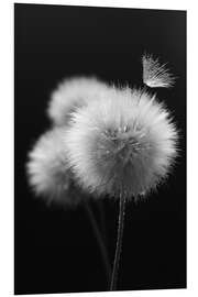 Foam board print Fluffy dandelions close-up