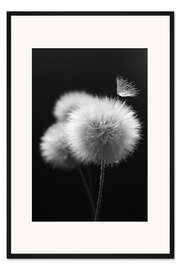 Gerahmter Kunstdruck Fluffy dandelions close-up