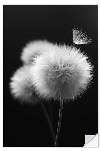 Naklejka na ścianę Fluffy dandelions close-up