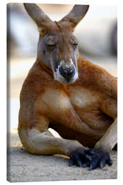 Lærredsbillede  Still og rolig kænguru