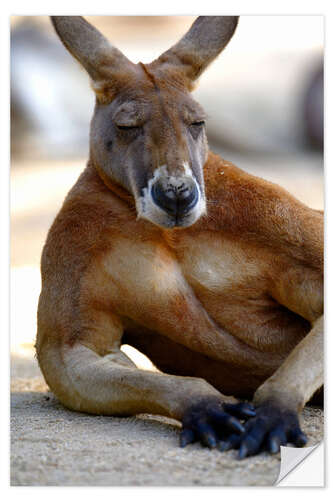 Naklejka na ścianę Relaxing kangaroo