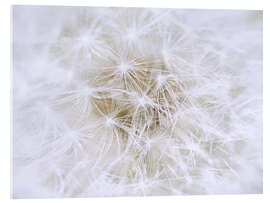 Acrylic print  Dandelion - white as snow