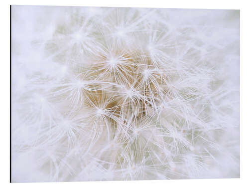 Aluminium print Dandelion - white as snow