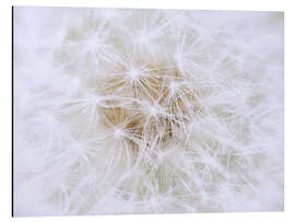 Aluminiumtavla Dandelion - white as snow