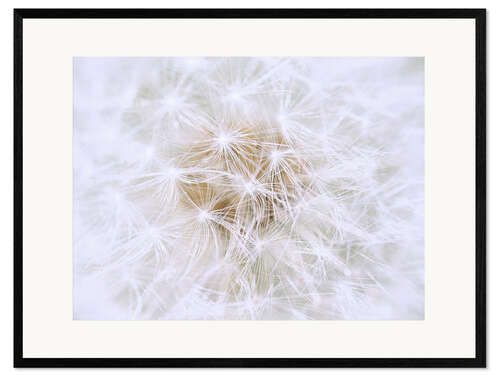 Ingelijste kunstdruk Dandelion - white as snow