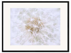 Ingelijste kunstdruk Dandelion - white as snow