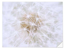 Naklejka na ścianę Dandelion - white as snow