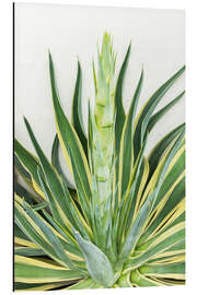 Aluminium print Agave americana