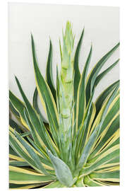 Foam board print Agave americana