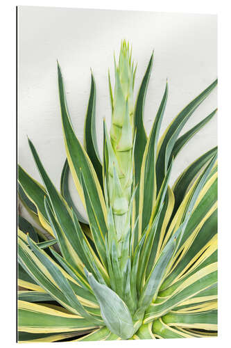 Gallery print Agave americana