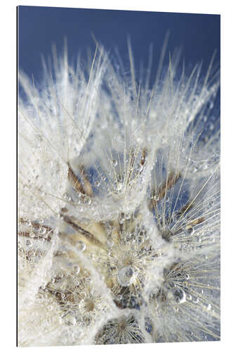 Gallery print water drops against blue sky