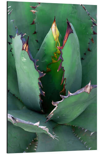 Aluminium print Agave II