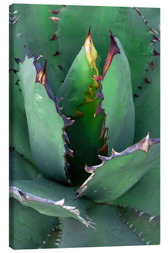 Canvas print Agave II