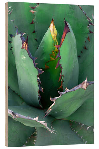 Puutaulu Agave II