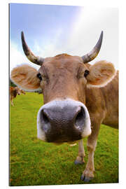 Gallery print Erna the cow