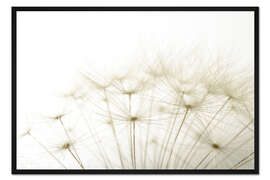 Gerahmter Kunstdruck flauschige Pusteblume