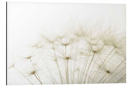 Magnettafel flauschige Pusteblume