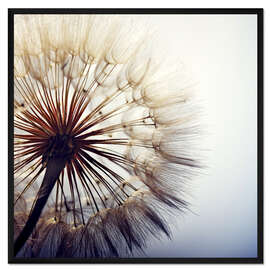 Gerahmter Kunstdruck Große Pusteblume