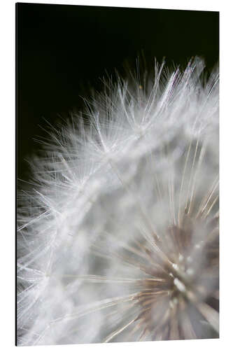 Alumiinitaulu Pusteblume - ripened seeds