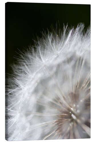 Leinwandbild Pusteblume - gereifte Samen