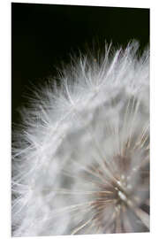 Foam board print Pusteblume - ripened seeds