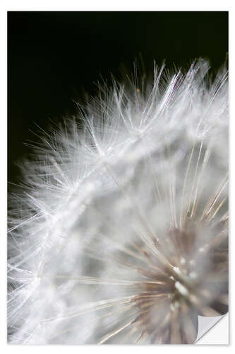 Selvklebende plakat Pusteblume - ripened seeds