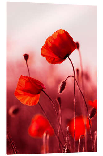 Akrylbilde Poppies at sunset