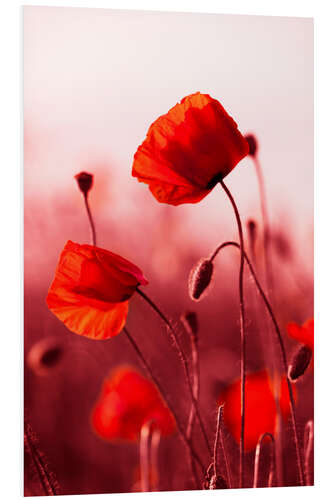 PVC-tavla Poppies at sunset