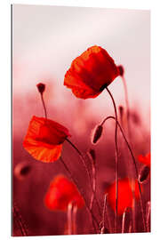 Galleriprint Poppies at sunset