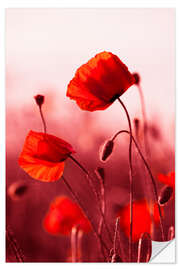 Wall sticker Poppies at Sunset