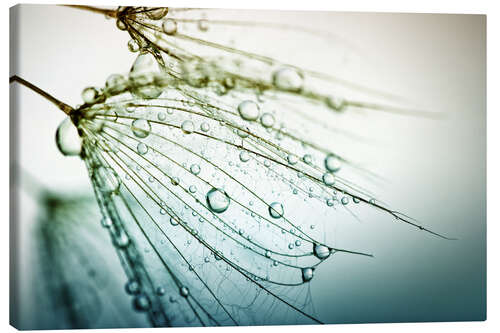 Canvas print caught dewdrops