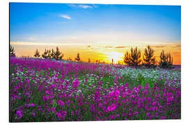 Cuadro de aluminio Sunrise over a blossoming meadow